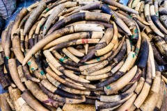 Hong Kong ban on ivory sales comes into force