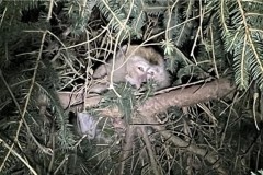 Lab monkeys found, killed after fleeing US road crash