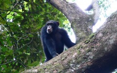 Copy or innovate? Study sheds light on chimp culture