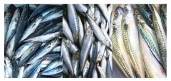 Agri dep’t to import 60K metric tons of fish to avert fish supply shortfall this first quarter