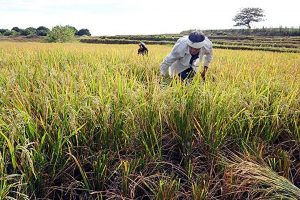 Agri experts: Forget zero hunger, focus on farmers