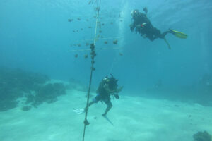 Australia-funded coral restoration project underway in Zambales  