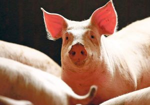 Davao villages repopulated with swine 