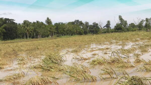 Flooded Bangsamoro towns suffer at least P50-M in agricultural damage