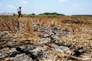 Senator calls for stronger climate resilience policies