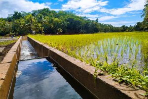 NIA says P160B needed annually to develop irrigable lands